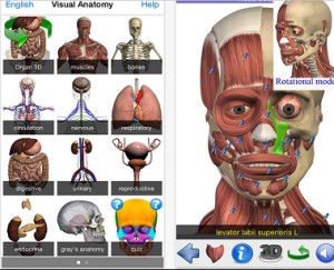Visual Anatomy